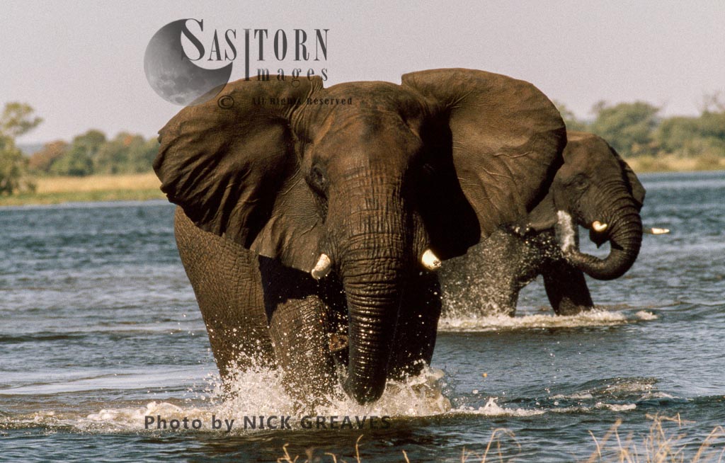 African Elephant (Loxodonta africana), bull mock charge in River, Chobe National Park, Botswana 