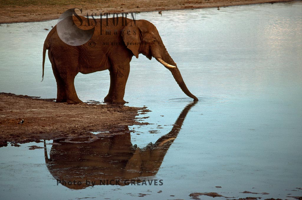 African Elephant (Loxodonta africana), drinking with reflection, Hwange National Park, Zimbabwe