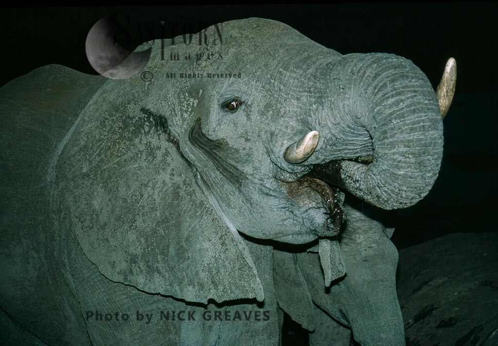 African Elephant (Loxodonta africana), drinking at night, Hwange National Park, Zimbabwe