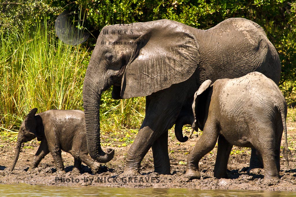 elephant family (Loxodonta africana)