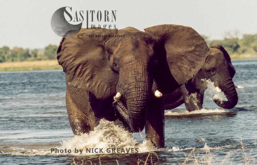 African Elephant (Loxodonta africana), bull mock charge in River, Chobe National Park, Botswana