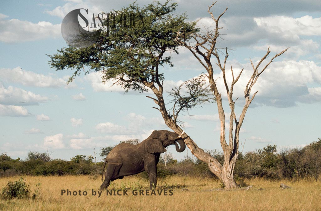 African Elephant (Loxodonta africana), shaking Camelthorn for pods, Hwange National Park, Zimbabwe