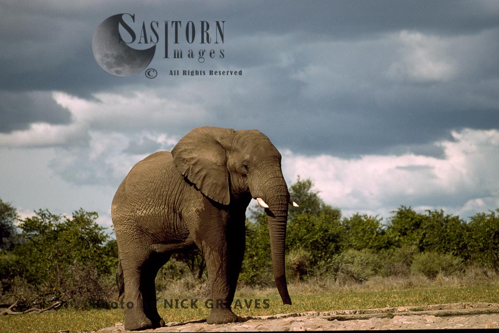 African Elephant (Loxodonta africana), bull, Hwange National Park, Zimbabwe