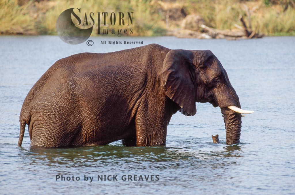 African Elephant (Loxodonta africana), Zambezi National Park, Zimbabwe
