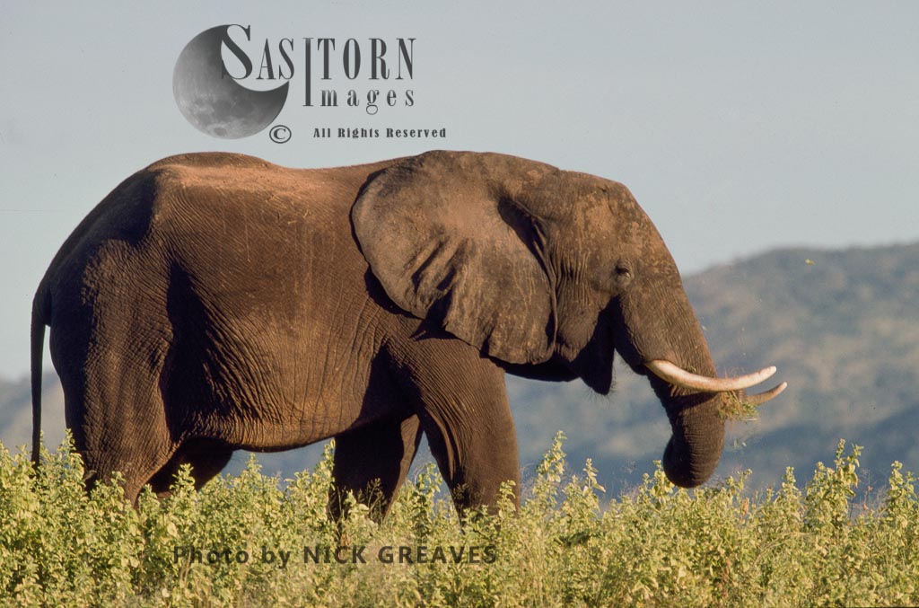 African Elephant (Loxodonta africana), bull, Matusadona National Park, Zimbabwe