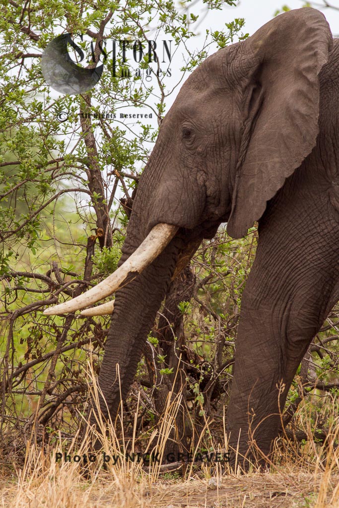 African Elephant (Loxodonta africana), big Tusker, , Katavi National Park, Tanzania