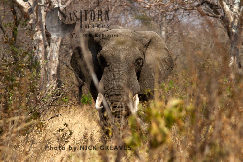 African Elephant (Loxodonta africana), mature Elephant bull approaching, Katavi National Park, Tanzania