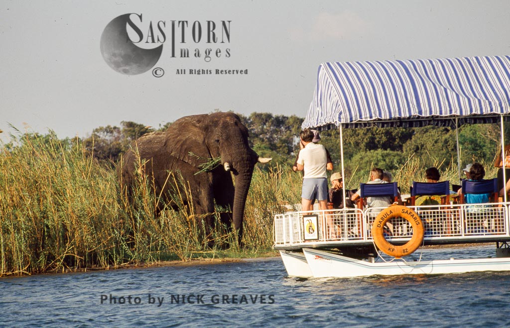 African Elephant (Loxodonta africana), with tourists, Victoria Falls, Zimbabwe