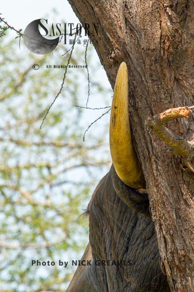Elephant resting against tree trunk (Loxodonta africana)
