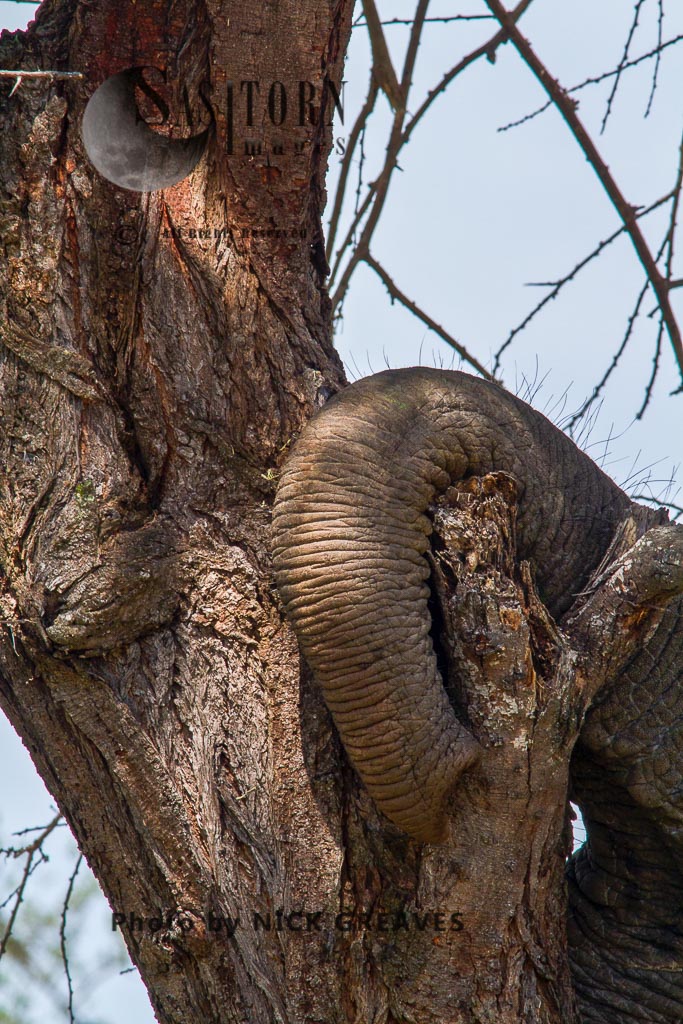 An elephant bull rests his trunk on an old acacia tree-trunk as he siestas. (Loxodonta africana)