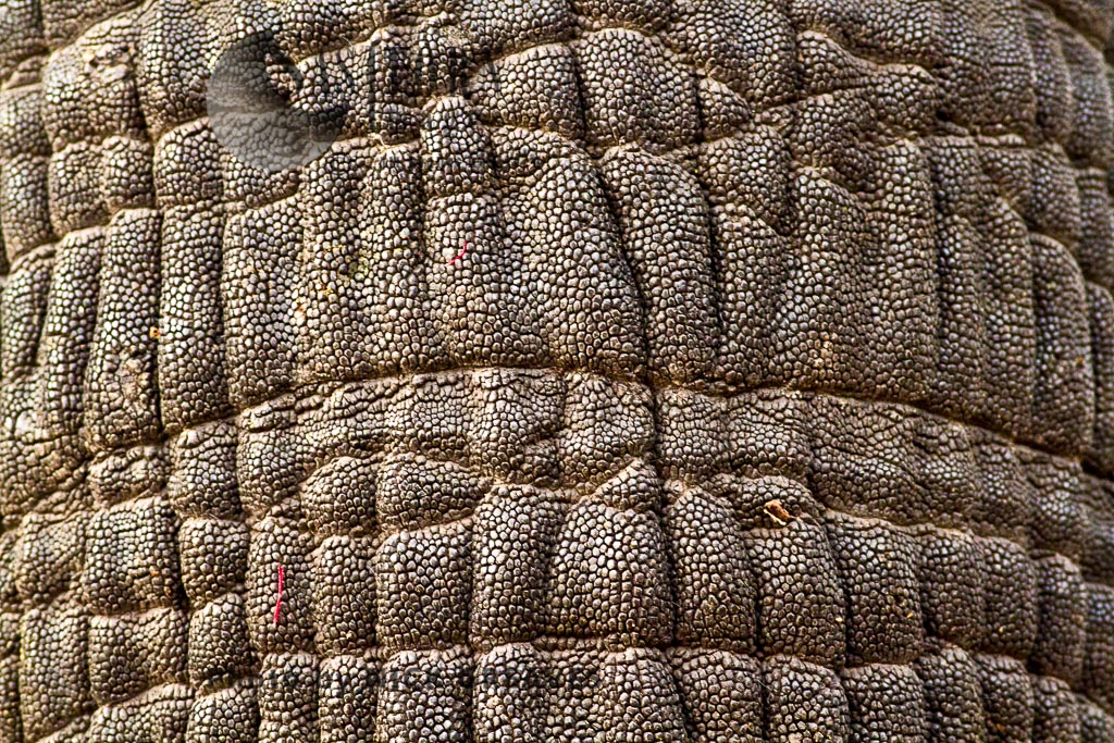 Elephant texture (Loxodonta africana)