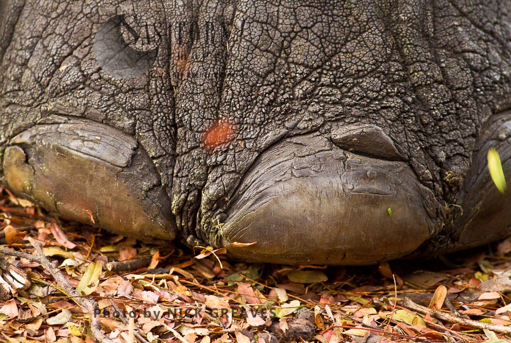 Elephants toe nails (Loxodonta africana)
