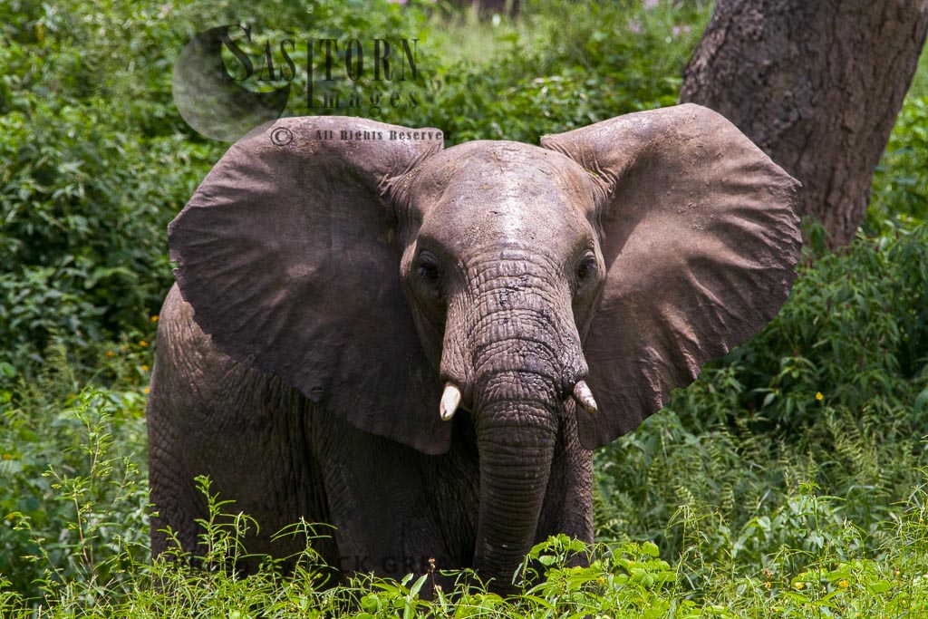 young bull Elephant (Loxodonta africana)