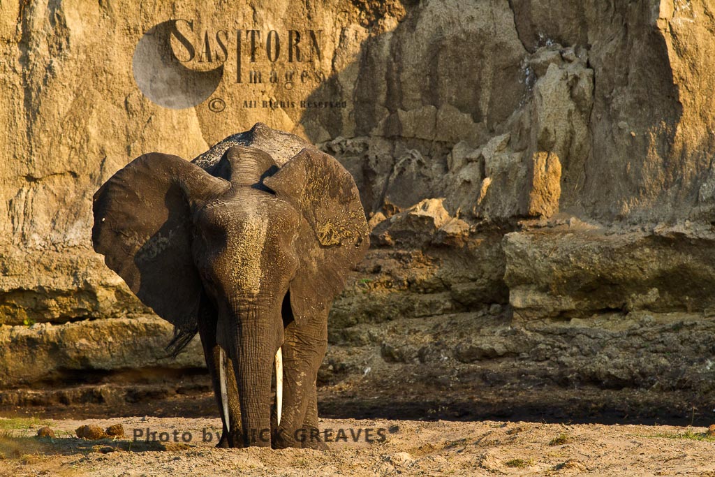 Elephant drinking clean water (Loxodonta africana)
