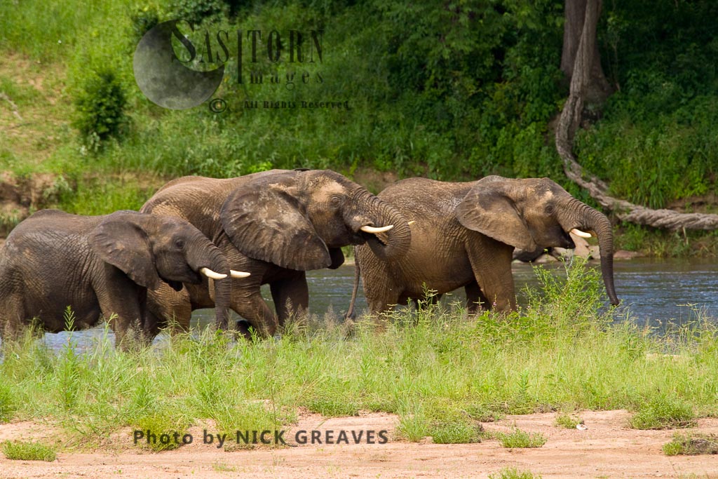 Elephant bulls drinking (Loxodonta africana)