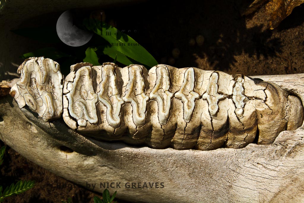 Tooth of an elephant (Loxodonta africana)