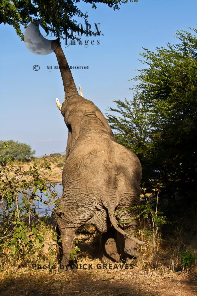 Elephant feeding (Loxodonta africana)