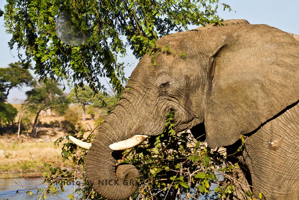 Elephant browsing (Loxodonta africana)
