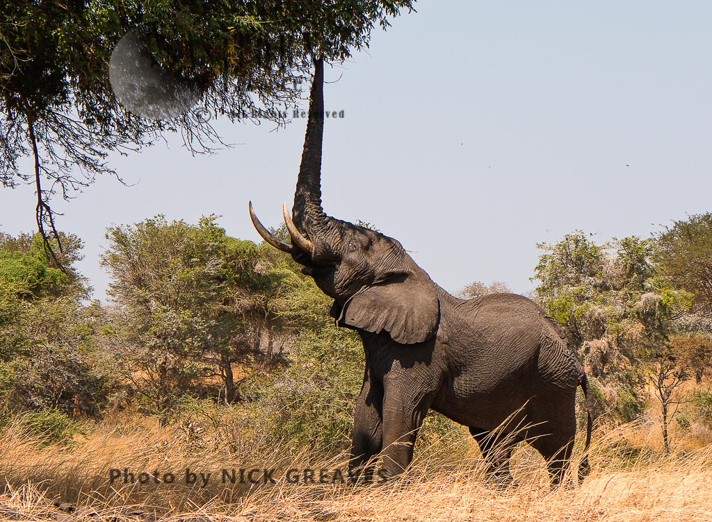 feeding elephant (Loxodonta africana)