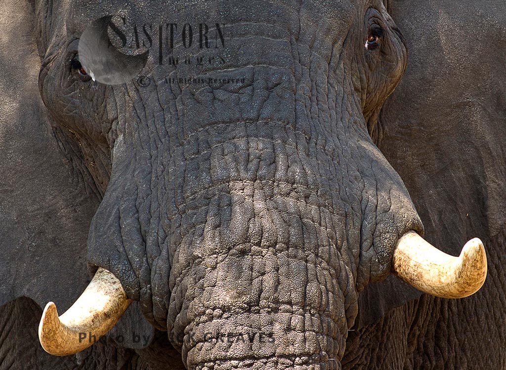 Elephant head-on (Loxodonta africana)
