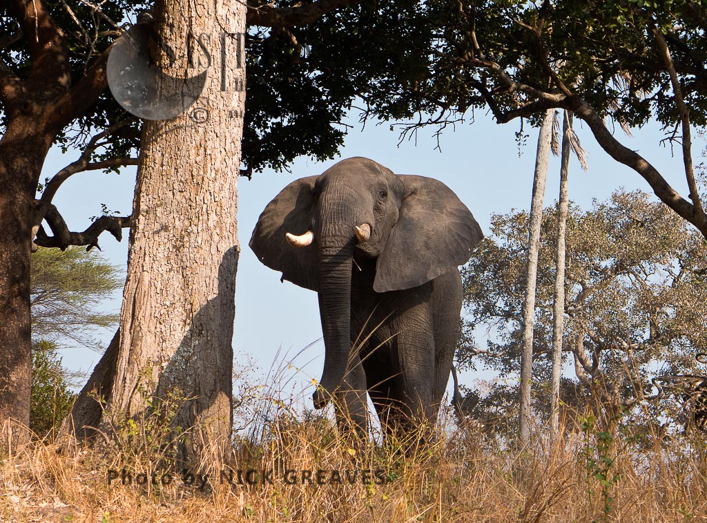 wary Elephant (Loxodonta africana)