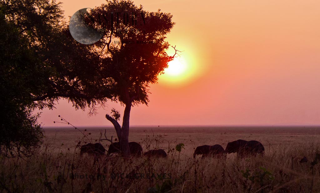 Breed herd at sunset (Loxodonta africana)