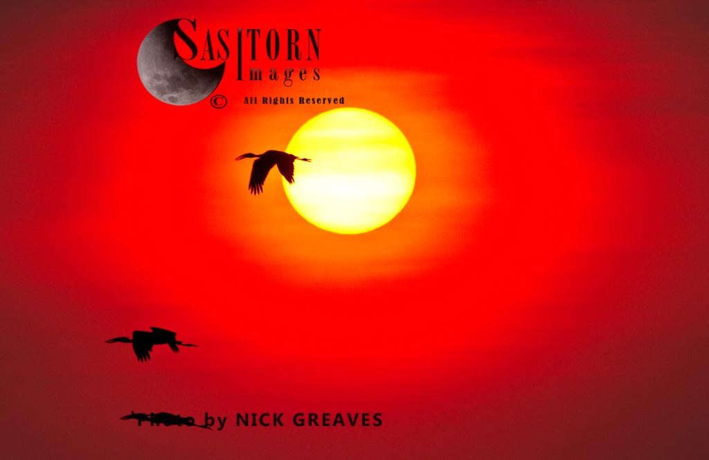 Openbill Stork sunset