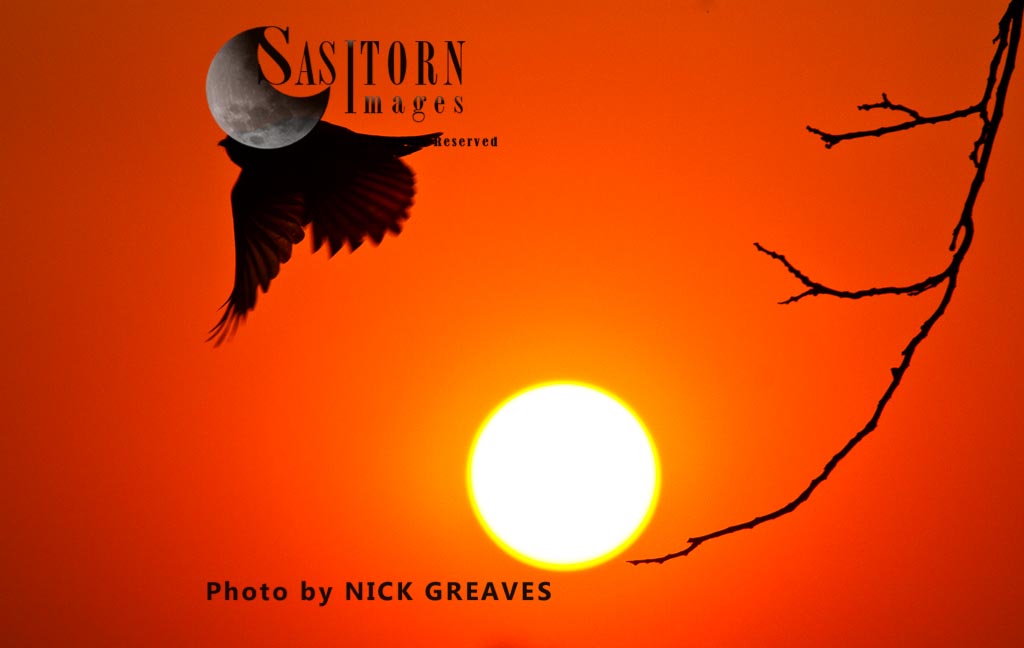 Fork-tailed Drongo at sunset