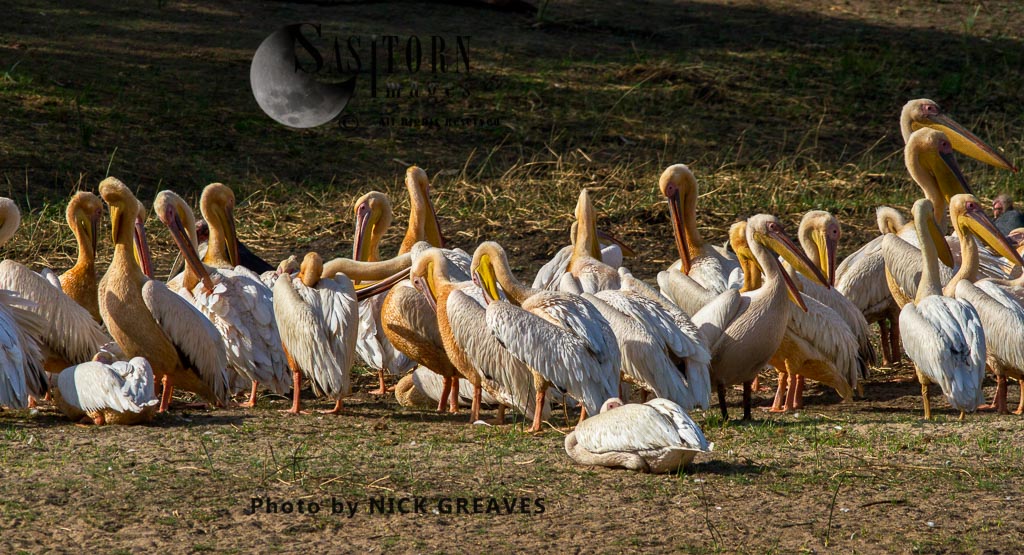 great White Pelican flock resting