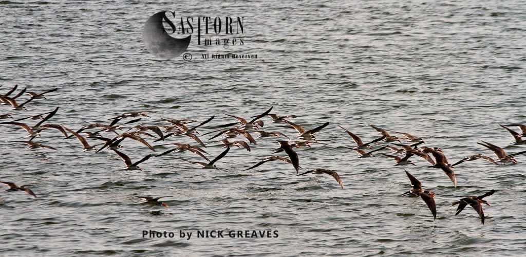 flock of African Skimmers