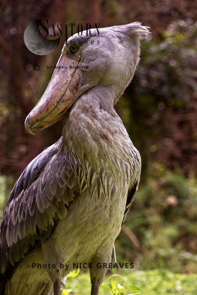 Shoebill in relaxed pose