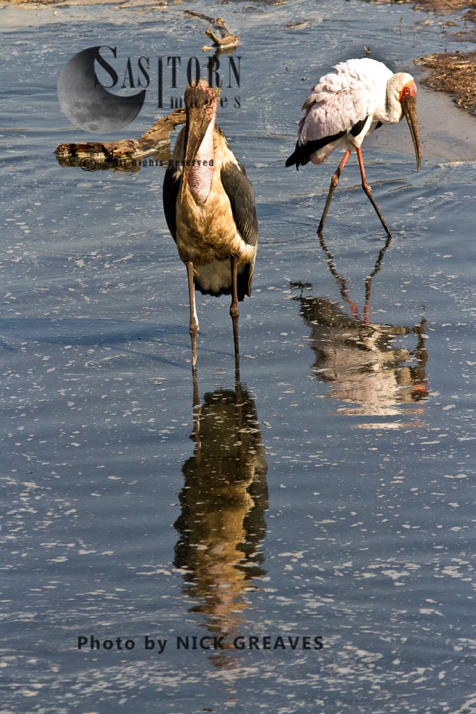 Stork reflections