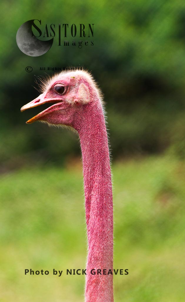 Common Ostrich male in breeding condition