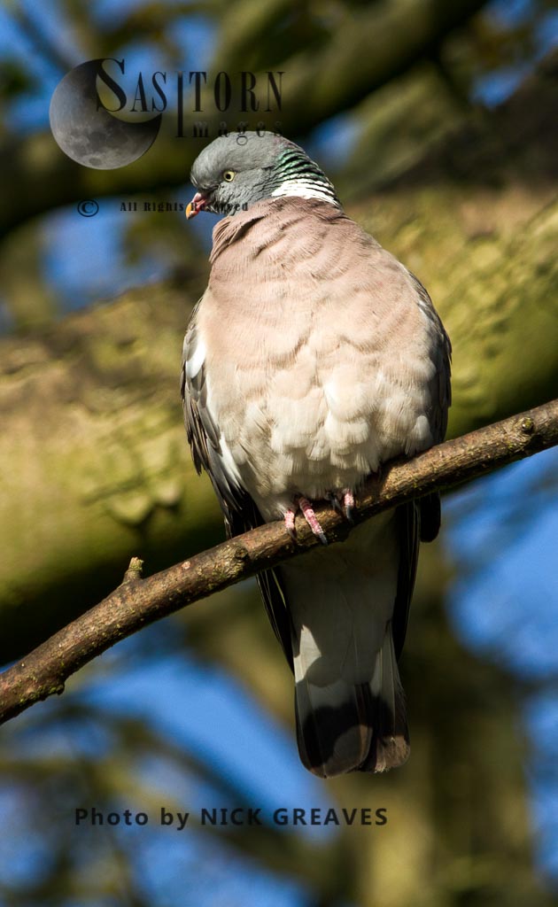 perched Wood Pigeon