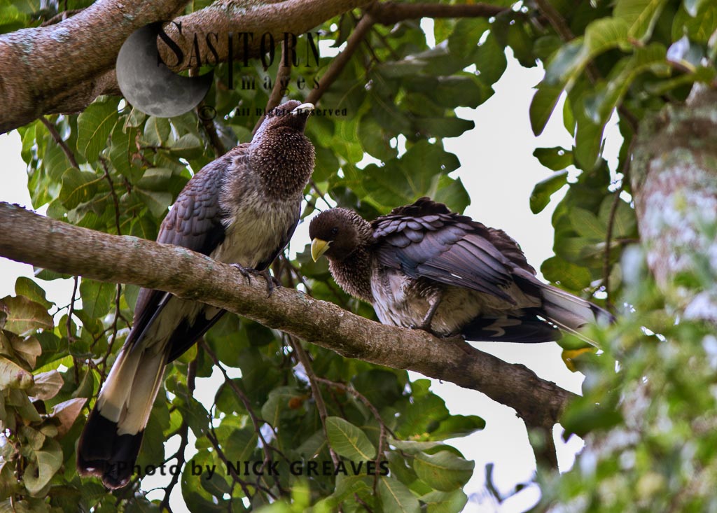 pair of Eastern Grey Plantain-eaters