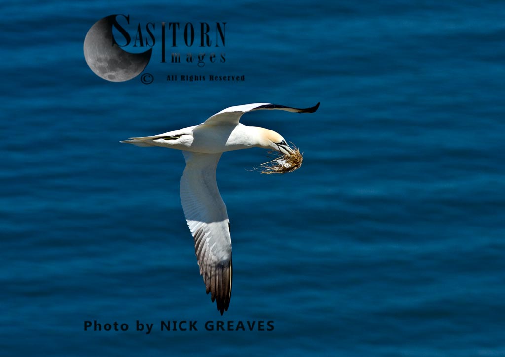 Gannet carrying nesting material