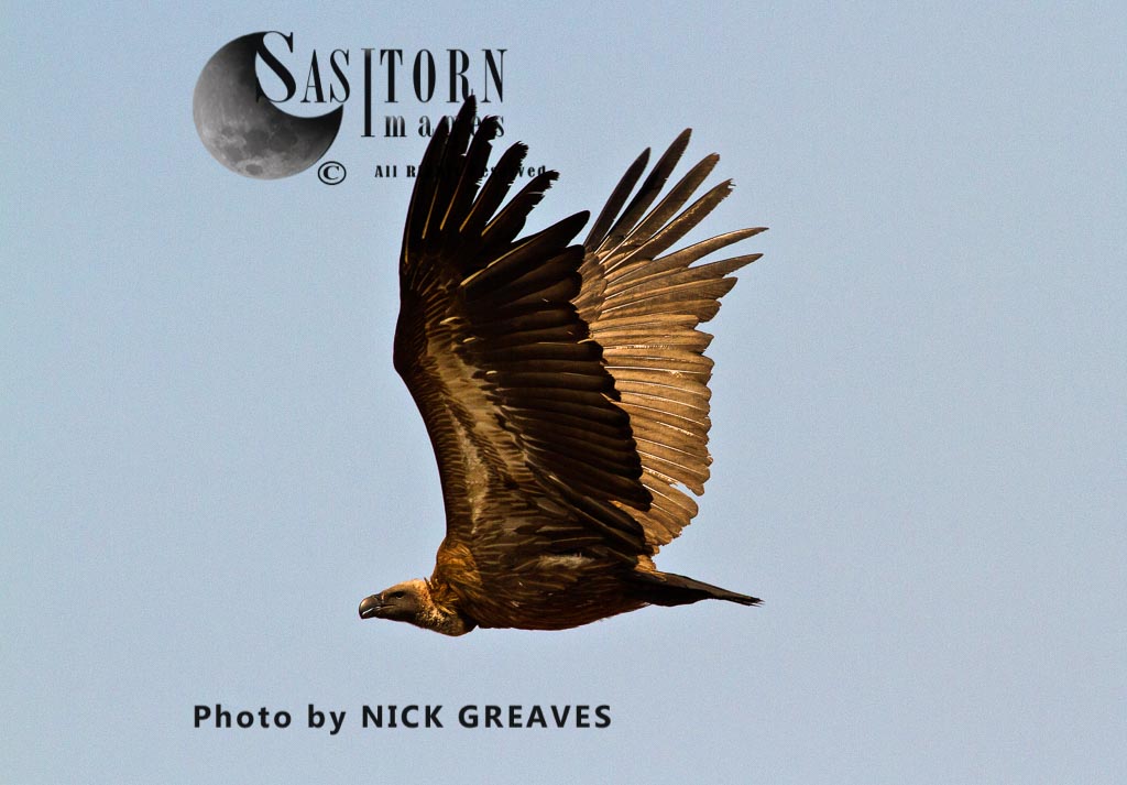 White-backed Vulture in flight,