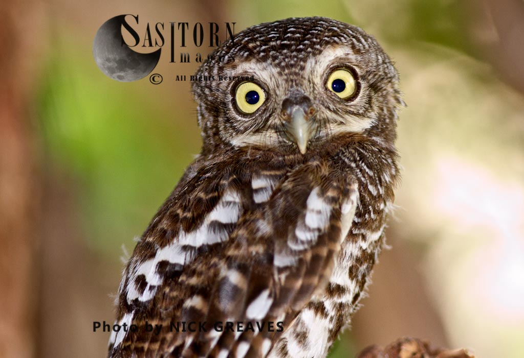 Barred Owlet eyes