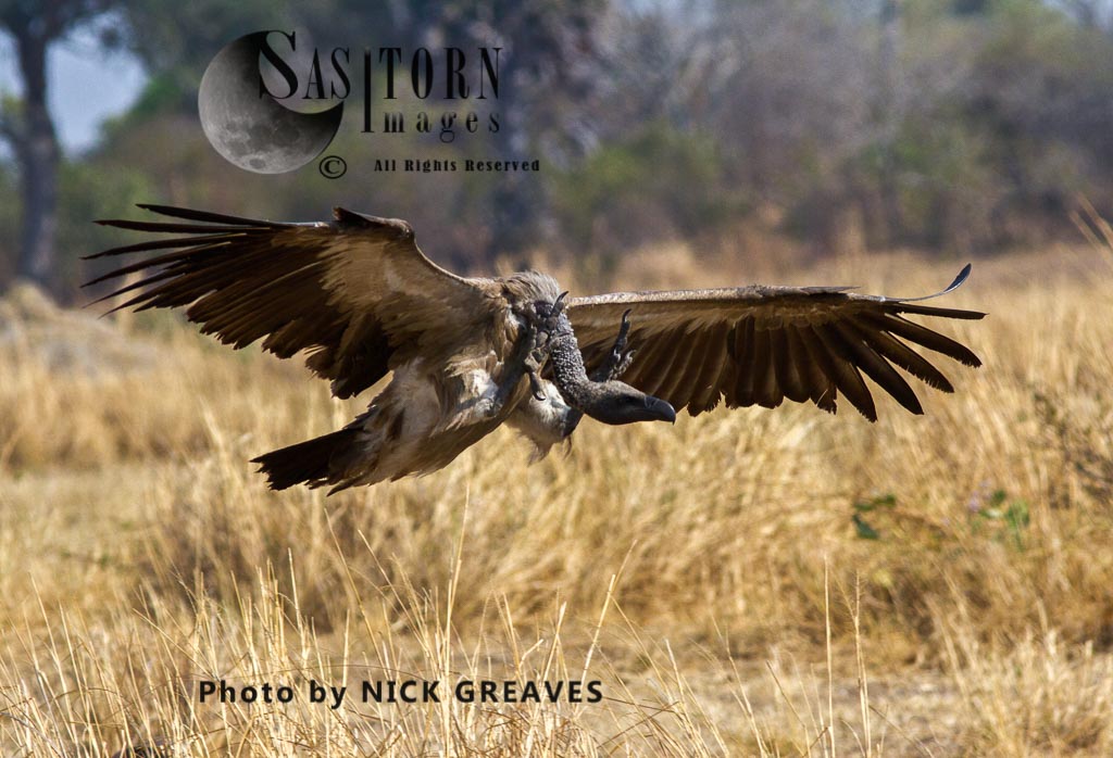 Whitebacked Vulture landing