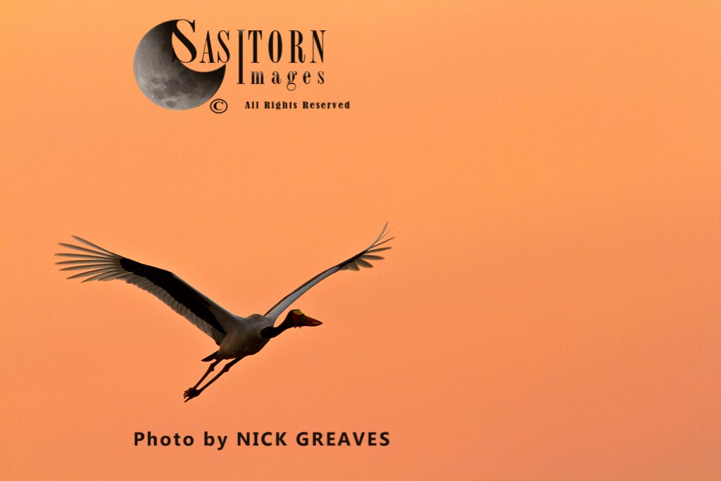 male Saddle-billed Stork