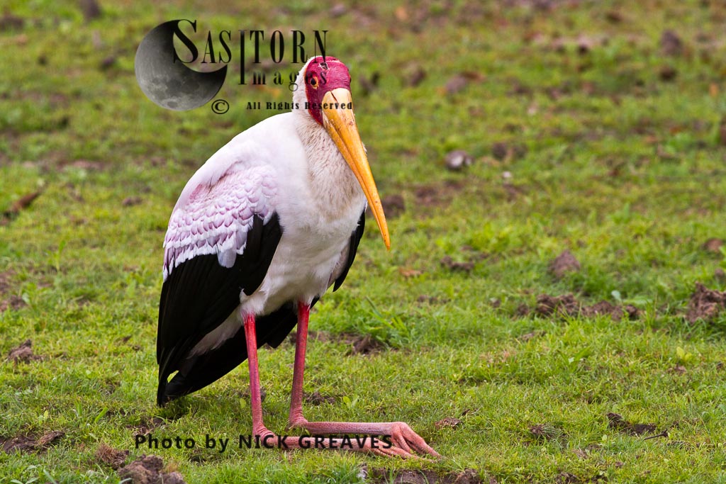 Yellow-billed Stork resting