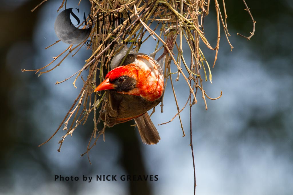 Red-headed Weaver nest building.