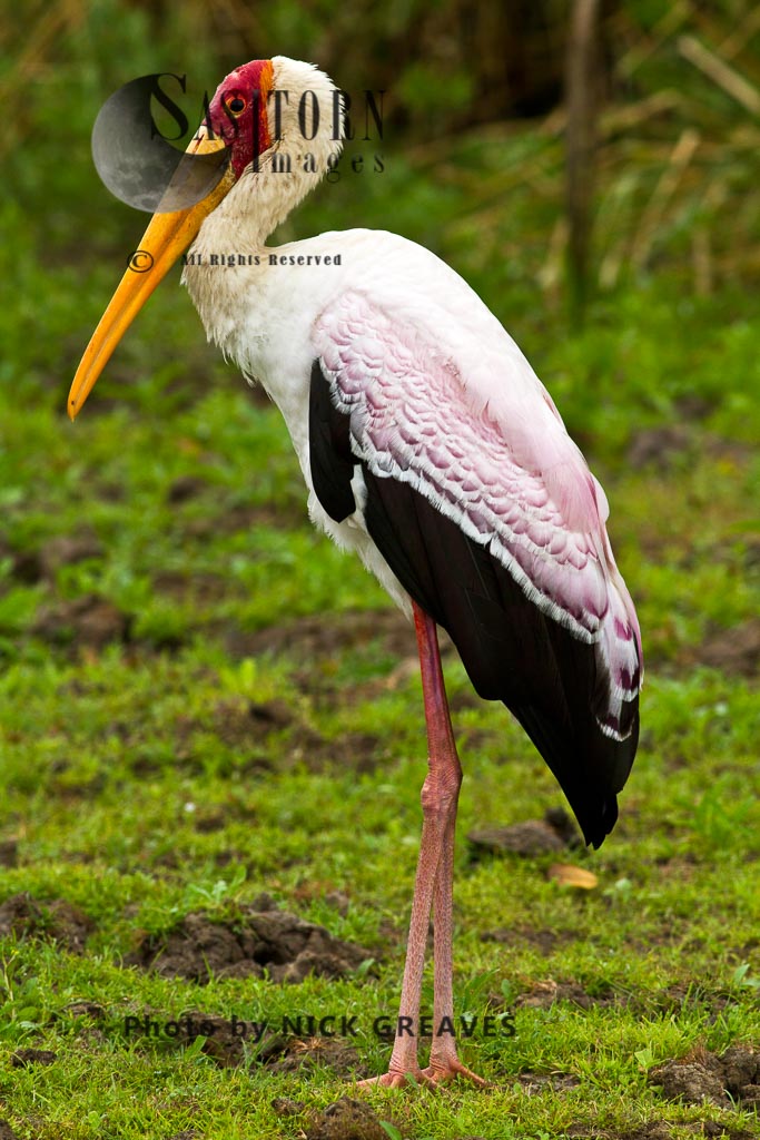 Yellow-billed Stork breeding colours