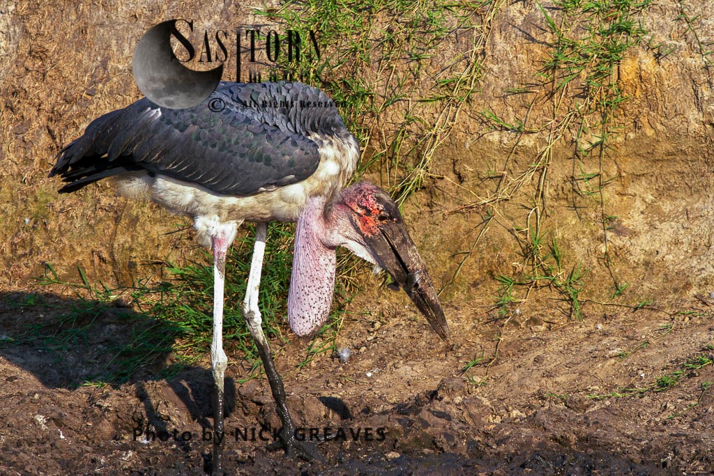 Marabou Stork fishing