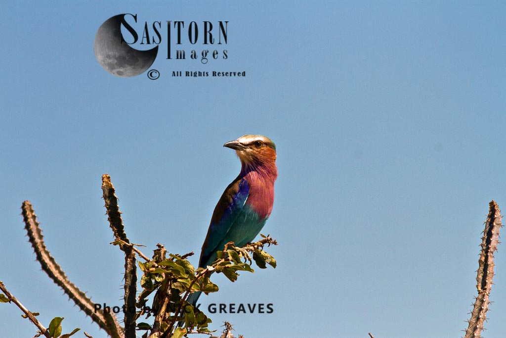 Lilac Breated Roller
