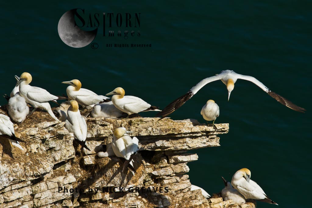 Nesting gannet pairs and chicks