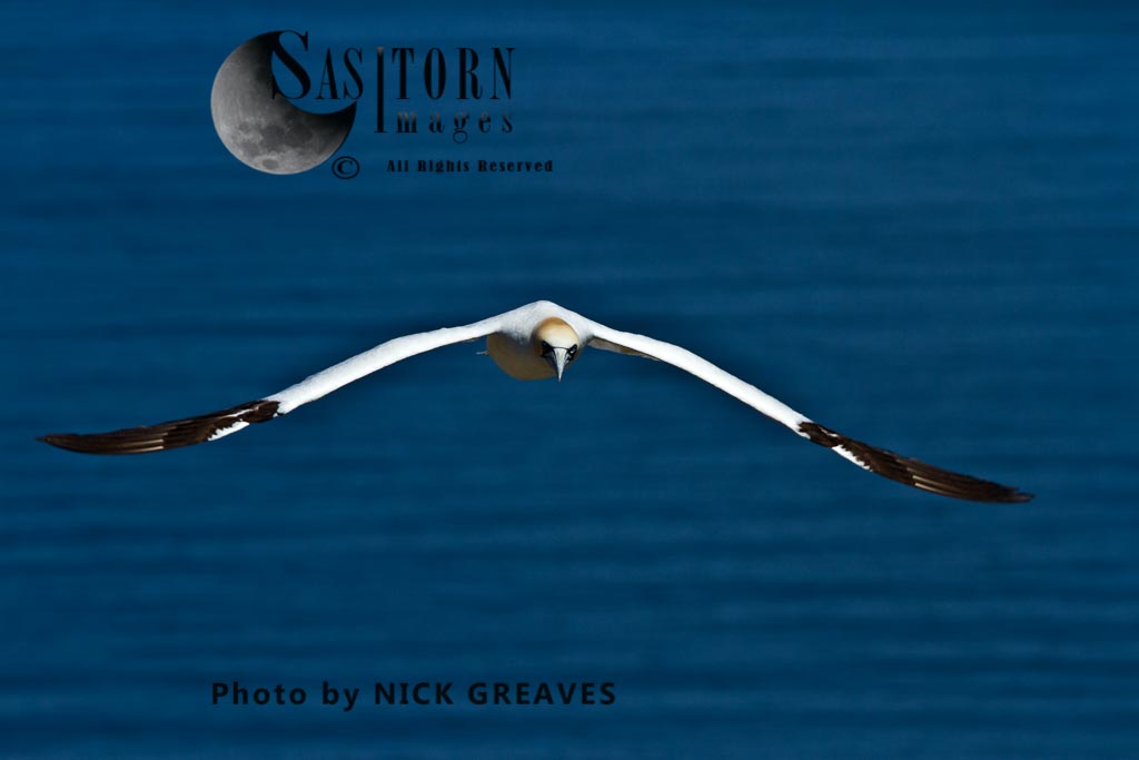 A Gannet in flight