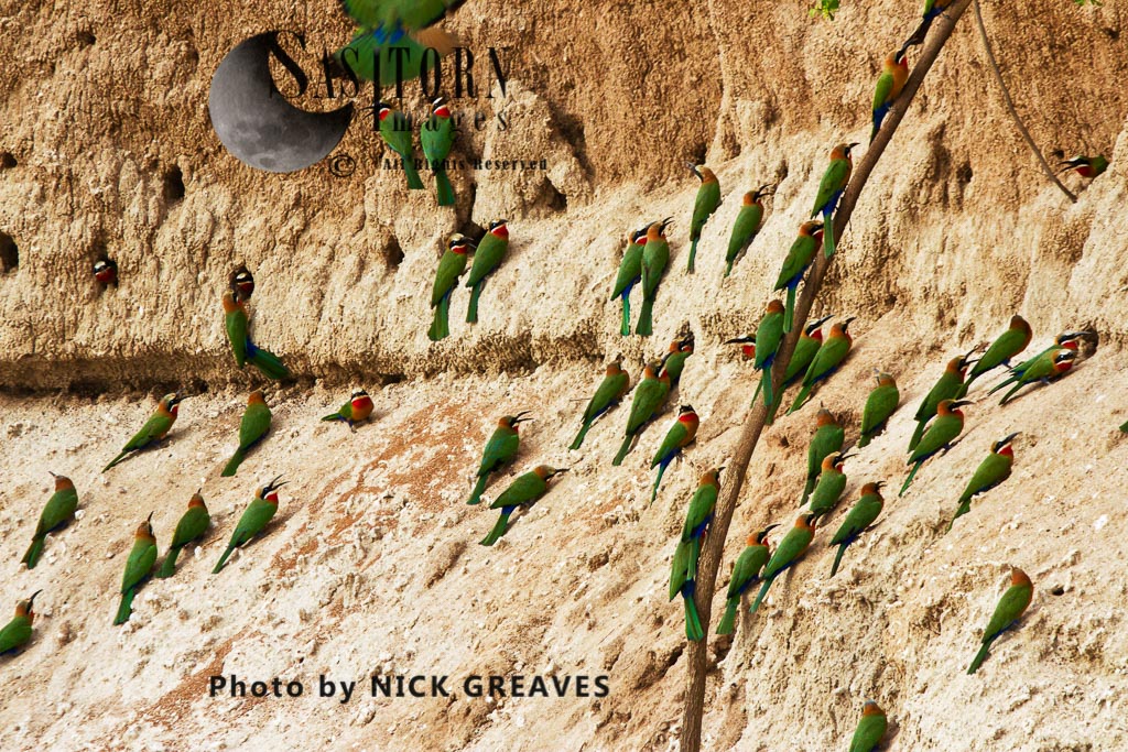 White-fronted Bee-Eater colony