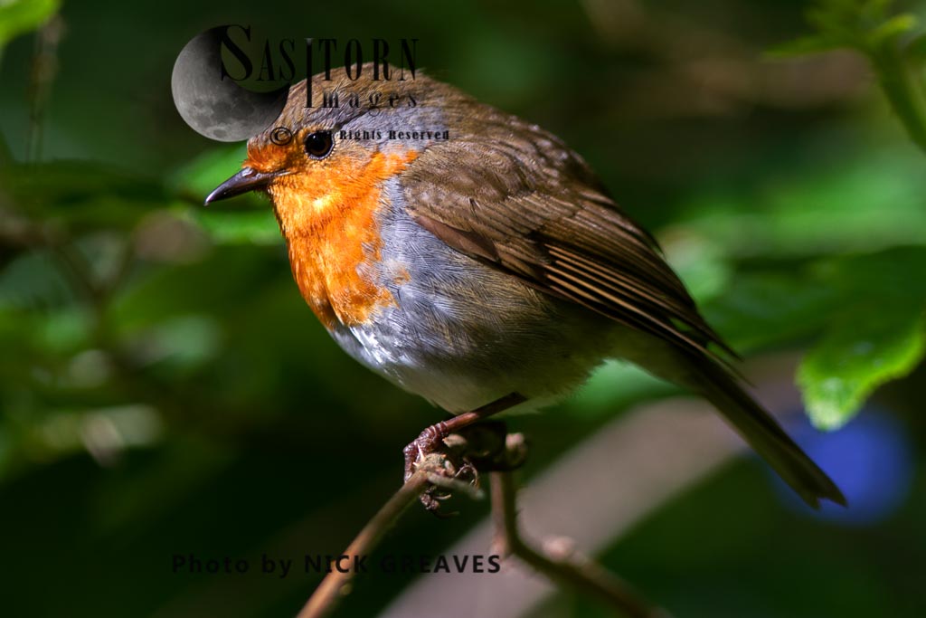 Robin perched on branch