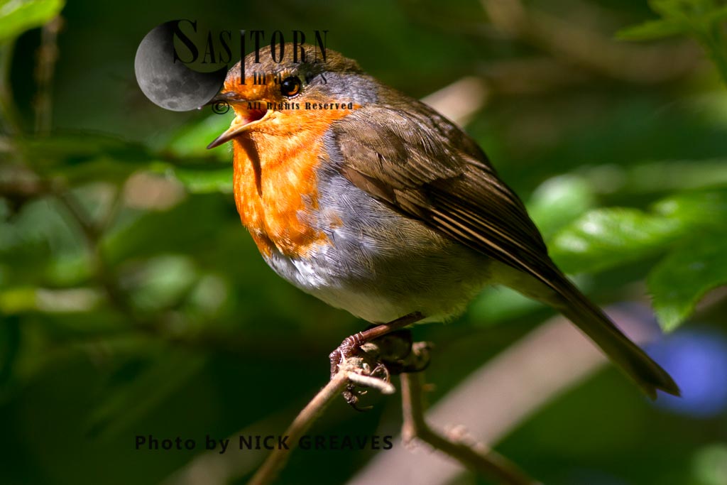 Robin Red-breast singing